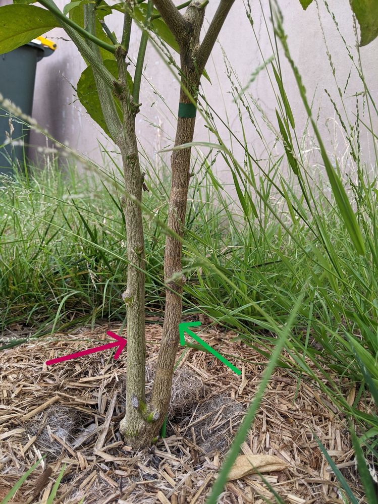 PXL_20250102_035401322.jpg PXL_20250102_035401322.jpg