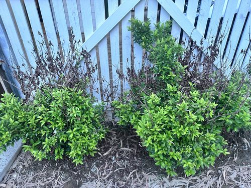 IMG_0490.jpeg IMG_0490.jpeg