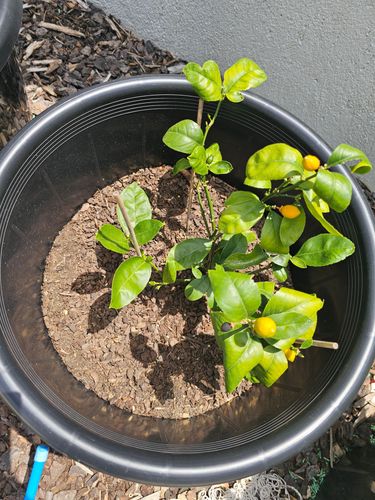 1000037221.jpg 1000037221.jpg