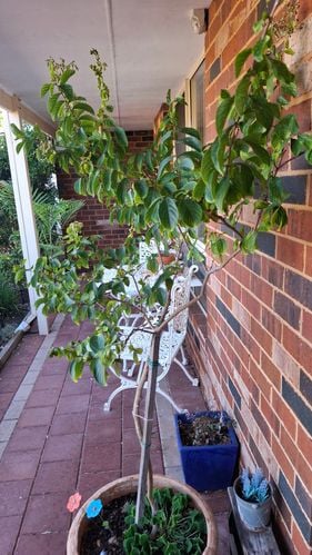 20251209_165305.jpg 20251209_165305.jpg