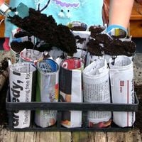 Step 3 Use trowel to fill with seed raising mix.jpg Step 3 Use trowel to fill with seed raising mix.jpg