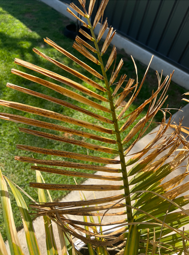 Murlun_1-1728538471747.png Murlun_1-1728538471747.png