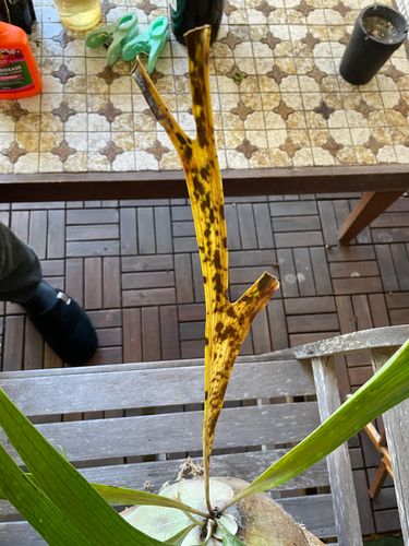 D55A75B1-DBC8-4AF3-9EF9-48D5E2D67E53.jpeg D55A75B1-DBC8-4AF3-9EF9-48D5E2D67E53.jpeg