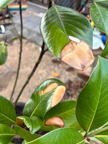 IMG_4322.jpeg IMG_4322.jpeg