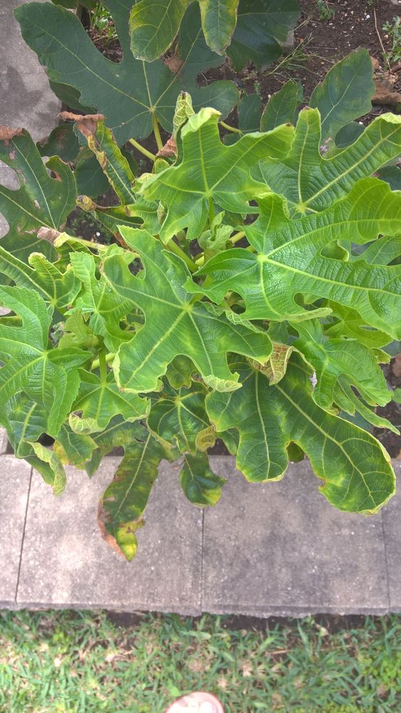 Fig Leaf 2.jpg Fig Leaf 2.jpg