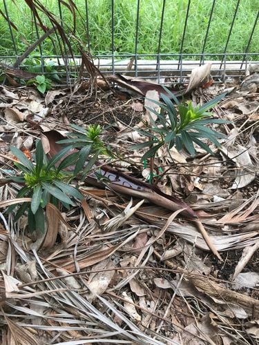 5252FB23-9514-4296-A3FE-EF93D1A84C88.jpeg 5252FB23-9514-4296-A3FE-EF93D1A84C88.jpeg