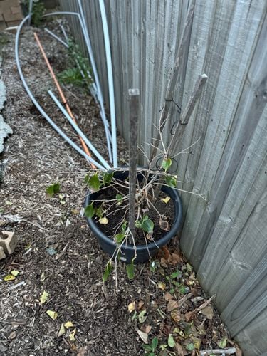 IMG_7266.jpeg IMG_7266.jpeg