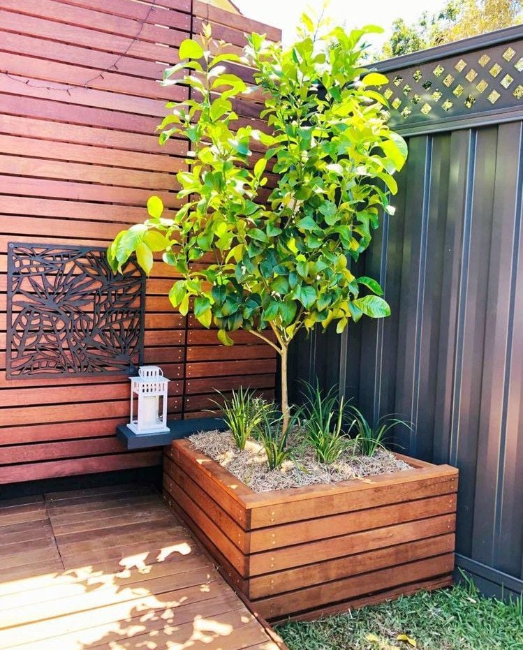 lemon_tree_20201211_121603.jpg lemon_tree_20201211_121603.jpg