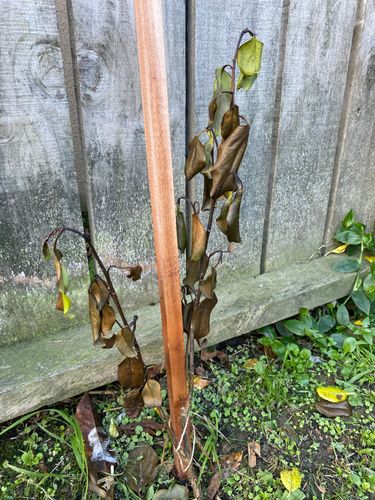 IMG_8531.jpeg IMG_8531.jpeg