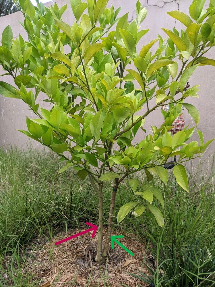 PXL_20250102_035414479.jpg PXL_20250102_035414479.jpg