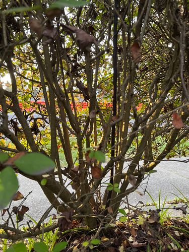 2BF25F01-173A-4CB0-8A73-A6381432A874.jpeg 2BF25F01-173A-4CB0-8A73-A6381432A874.jpeg