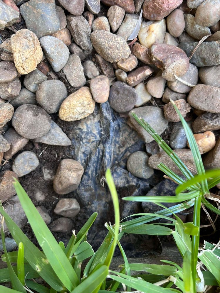 604532572_880253331208395_1326341147675932255_n.jpg 604532572_880253331208395_1326341147675932255_n.jpg