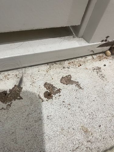 IMG_9537.jpeg IMG_9537.jpeg