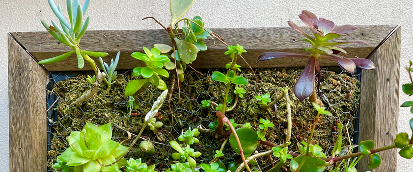 SucculentFrame.png SucculentFrame.png