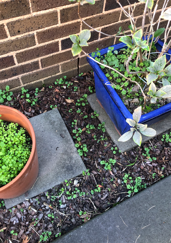 Screen Shot 2024-05-29 at 12.46.08 pm.png Screen Shot 2024-05-29 at 12.46.08 pm.png