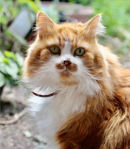 A6A68ED3-3F25-408C-8C85-02E103FD0567.jpeg A6A68ED3-3F25-408C-8C85-02E103FD0567.jpeg