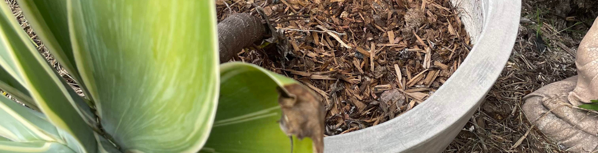 How to repot plants_banner.png How to repot plants_banner.png