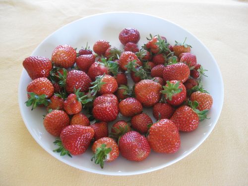 First Strawberries for 2016/2017 First Strawberries for 2016/2017