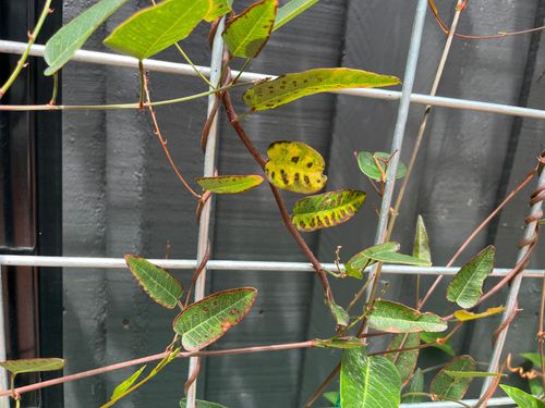 IMG_9052.jpeg IMG_9052.jpeg