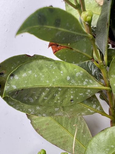 IMG_8052.jpeg IMG_8052.jpeg