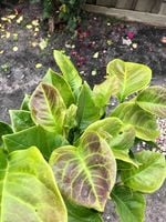 IMG_0226.jpg IMG_0226.jpg