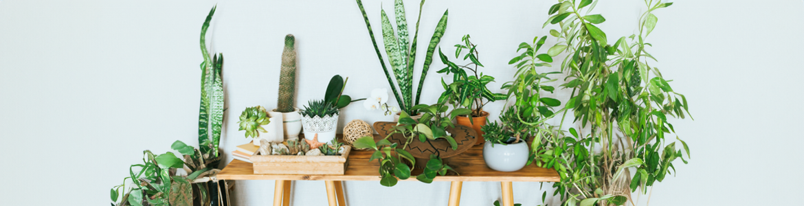 Low maintenance indoor plants.png Low maintenance indoor plants.png