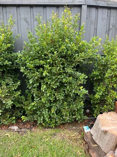 54F98E5A-2C6F-42F7-8F0C-1C9903407A97.jpeg 54F98E5A-2C6F-42F7-8F0C-1C9903407A97.jpeg