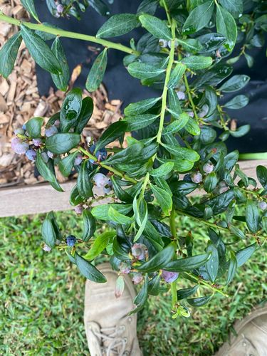 IMG_1674.jpeg IMG_1674.jpeg