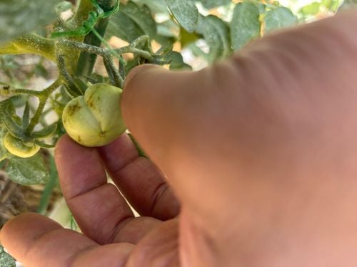 IMG_0762.jpeg IMG_0762.jpeg