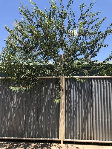 547183D1-1253-46CE-BB78-706F0CB042A7.jpeg 547183D1-1253-46CE-BB78-706F0CB042A7.jpeg