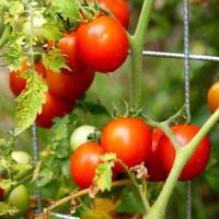 8.1. Enjoy your harvest.jpg 8.1. Enjoy your harvest.jpg