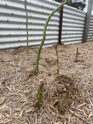 IMG_3463.jpeg IMG_3463.jpeg