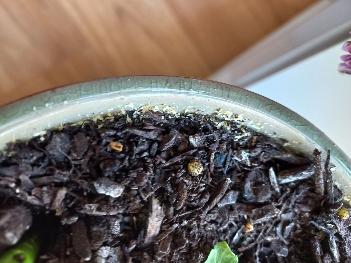 Coleus 5.jpg Coleus 5.jpg