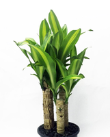 Dracaena.png Dracaena.png