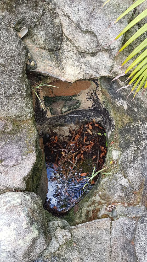 DMD Pool 3.jpg DMD Pool 3.jpg