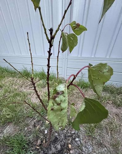 462575871_1364582551613842_8499873969778475813_n.jpg 462575871_1364582551613842_8499873969778475813_n.jpg