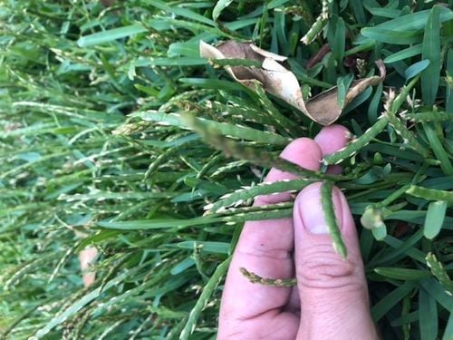 F774A281-EF3D-4FD4-B2B6-2FAC335F2200.jpeg F774A281-EF3D-4FD4-B2B6-2FAC335F2200.jpeg