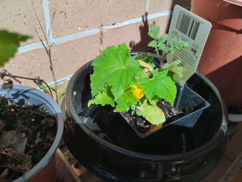 IMG_20231111_100432.jpg IMG_20231111_100432.jpg