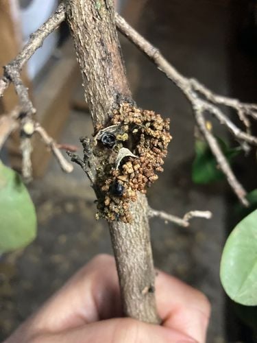 IMG_2538.jpeg IMG_2538.jpeg