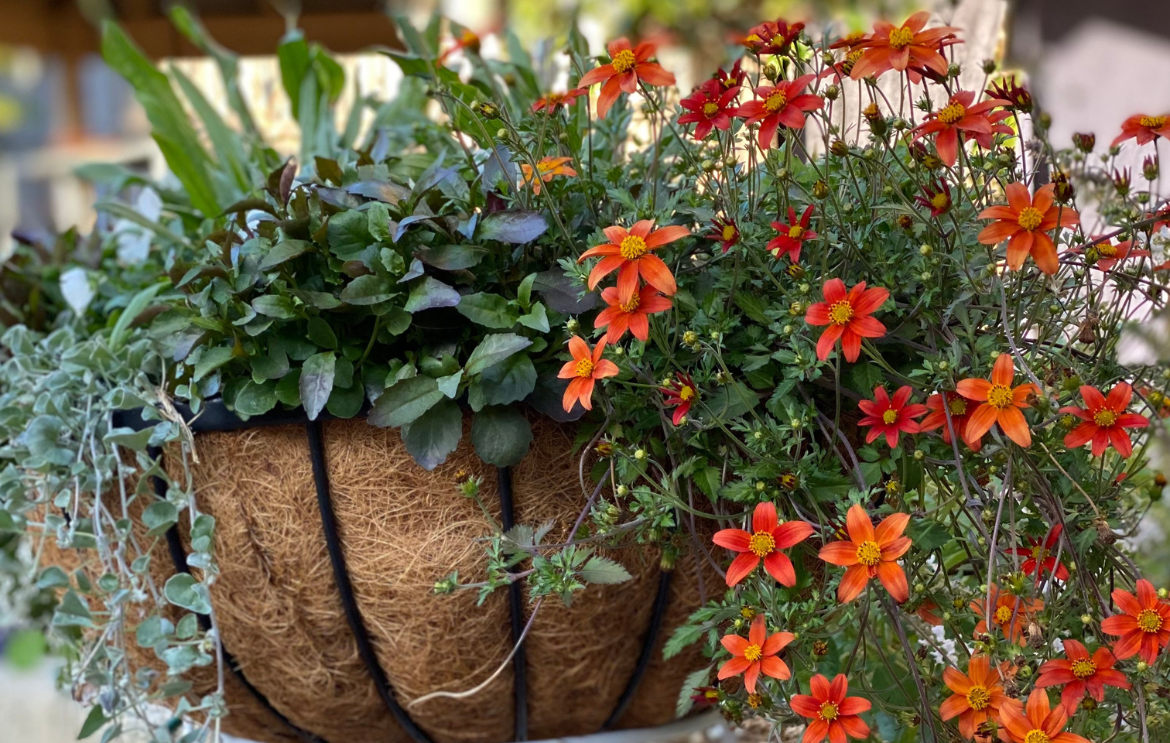 hanging basket 2.png hanging basket 2.png