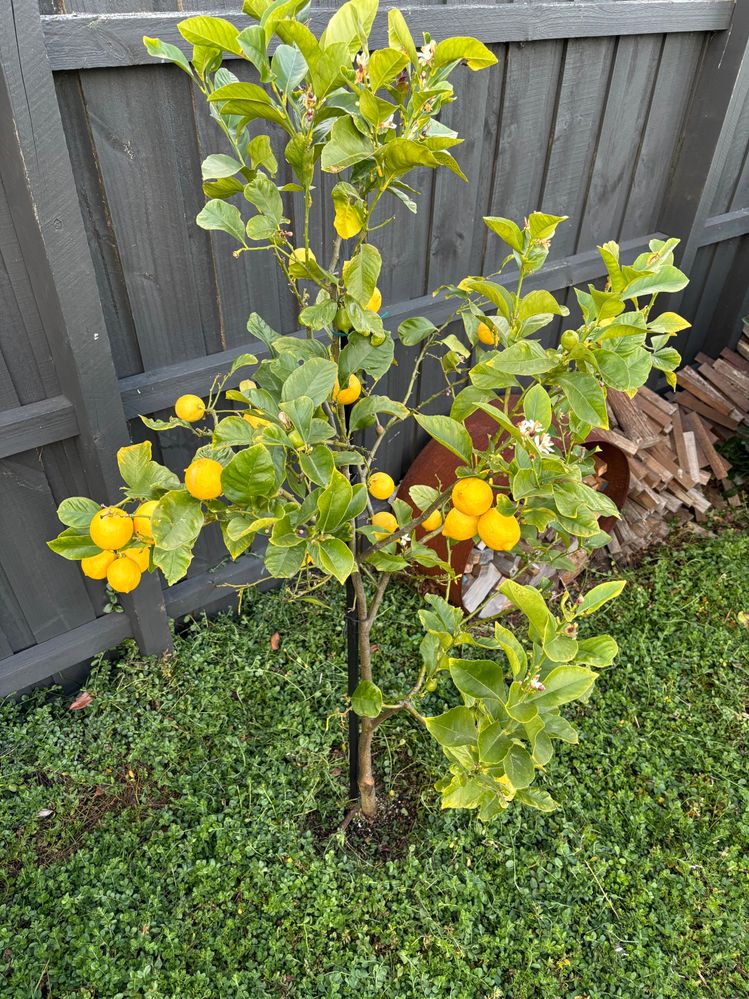 IMG_8879.jpeg IMG_8879.jpeg