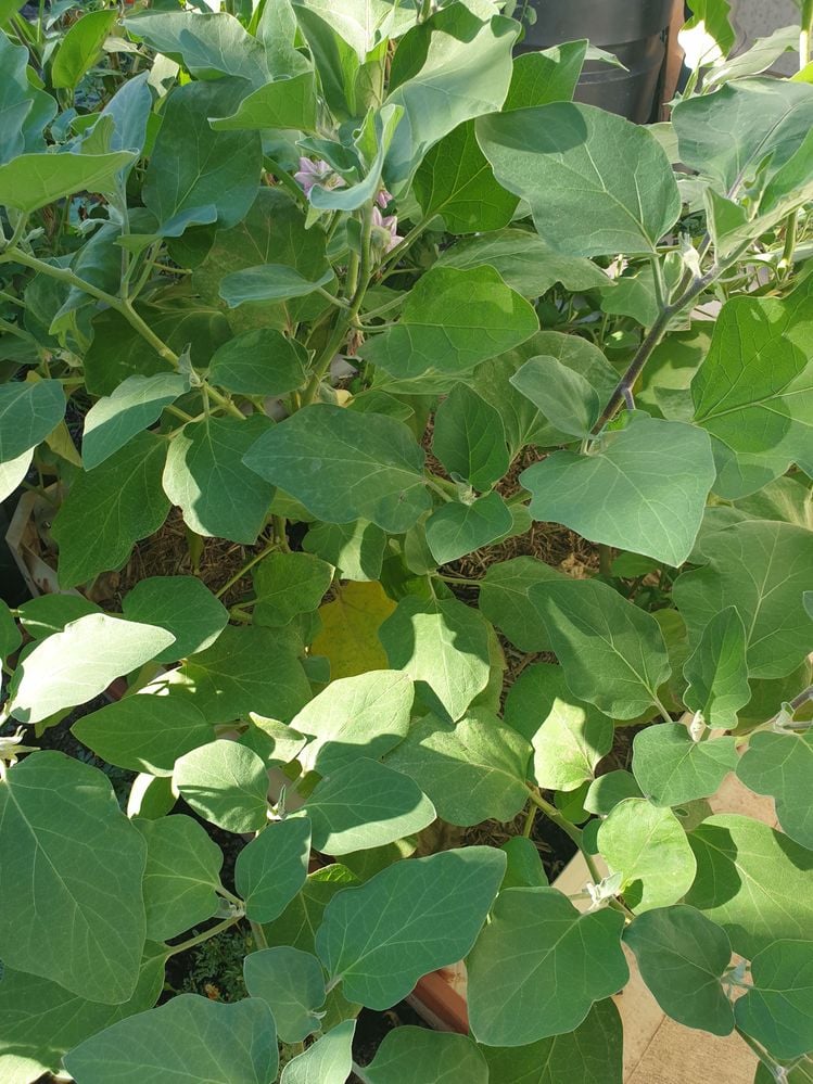 20240329_095022.jpg 20240329_095022.jpg