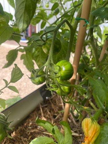 IMG_1010.jpeg IMG_1010.jpeg