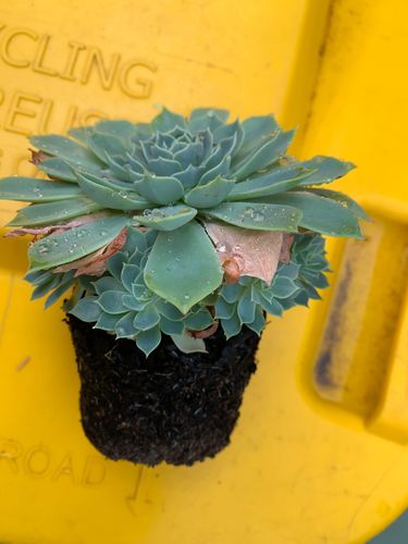 A5B9DCF8-AFBE-4700-92A6-02A3191FB40B.jpeg A5B9DCF8-AFBE-4700-92A6-02A3191FB40B.jpeg