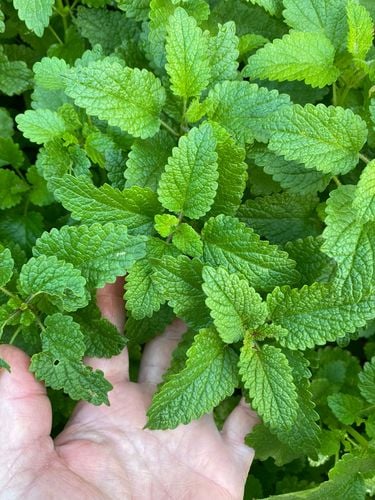 5FD75044-010E-4229-A043-1633CB4D576D.jpeg 5FD75044-010E-4229-A043-1633CB4D576D.jpeg