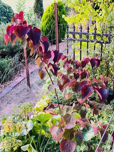 A7308B93-1B4C-4C6C-8A25-C43189B0ACB5.jpeg A7308B93-1B4C-4C6C-8A25-C43189B0ACB5.jpeg