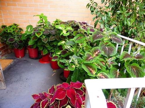 5AA6A61D-27AD-4310-BF93-9335885A191A.jpeg 5AA6A61D-27AD-4310-BF93-9335885A191A.jpeg