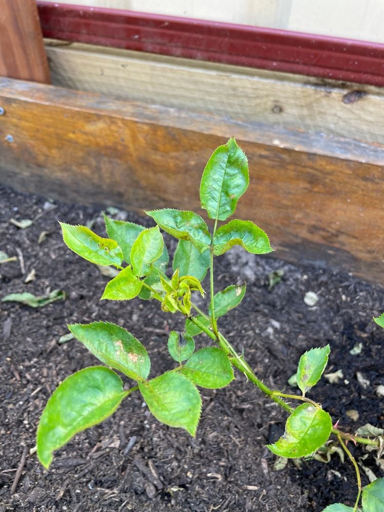 IMG_9110.jpg IMG_9110.jpg