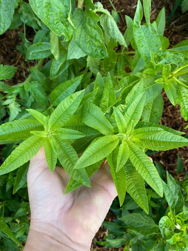 108FDAF8-81E5-4C0C-AFA8-5F8BAFD5CBE9.jpeg 108FDAF8-81E5-4C0C-AFA8-5F8BAFD5CBE9.jpeg