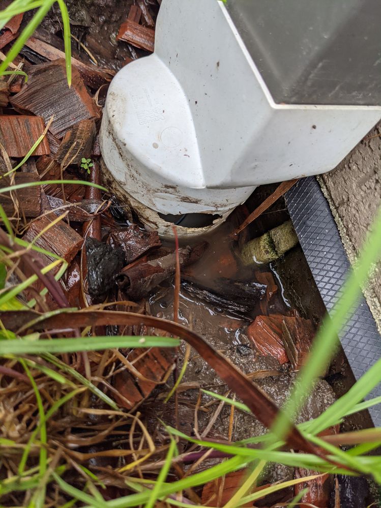 PXL_20211002_044310093.MP.jpg PXL_20211002_044310093.MP.jpg